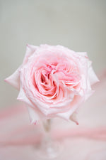 Pink O'Hara