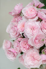Sweet Antike