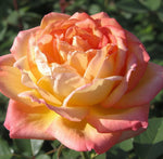 Japanese Rose BI – Asagumo (Morning Cloud) (NEW 2026)