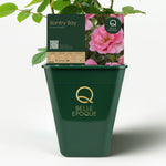 Bantra Bay (XL Climbing Rose)