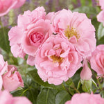 Bantra Bay (XL Climbing Rose)