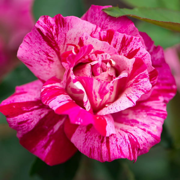 Japanese Rose BI – Beni Kanoko (NEW 2027)