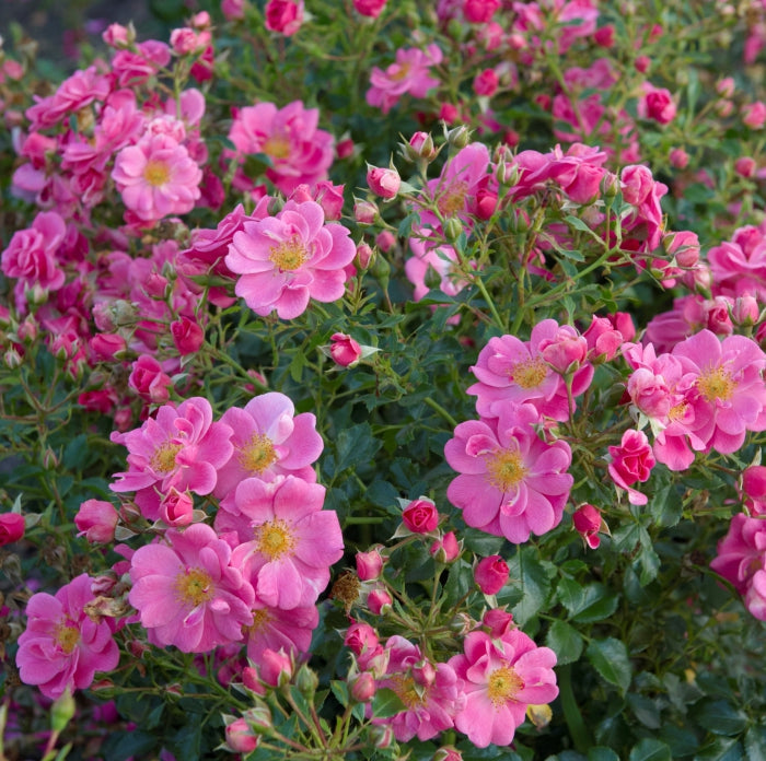 Bijenweelde Roze