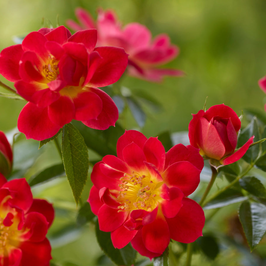 Bijenweelde Rood