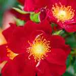 Bijenweelde Rood