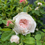Blanchefleur (Centifolia)