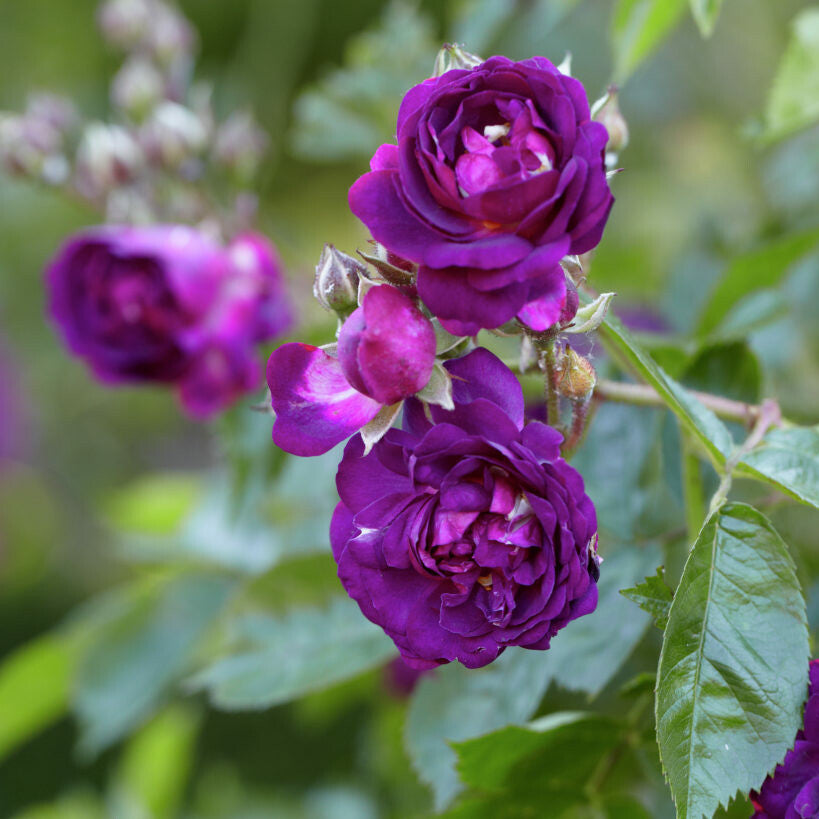 Blue Magenta