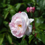 Blush Noisette