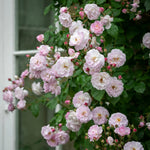 Blush Noisette