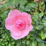 Bonica