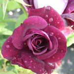 Burgundy Ice