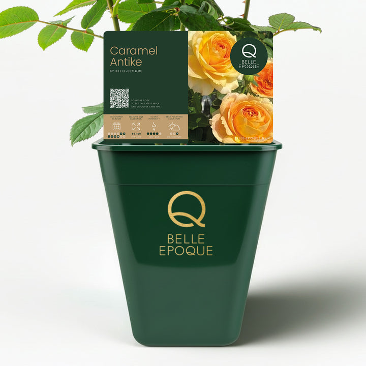 Caramel Antique (NEW 2026)