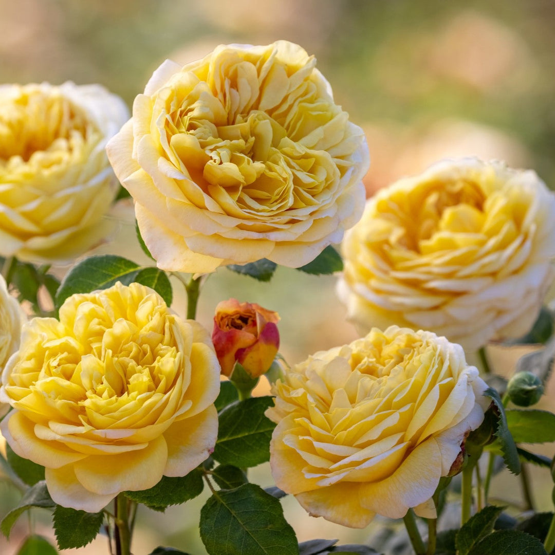 Grootbloemige Engelse roos met warme, gele bloemen in ondiepe komvorm.