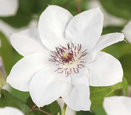 Clematis 'Miss Bateman'