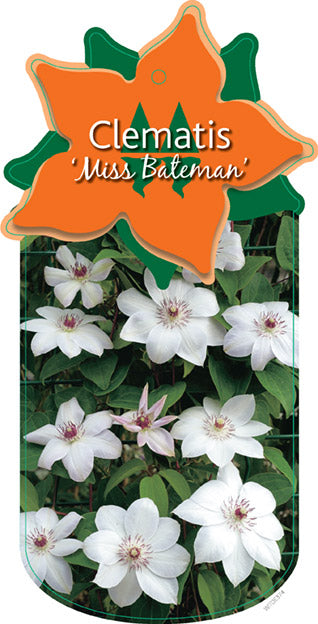 Clematis 'Miss Bateman'