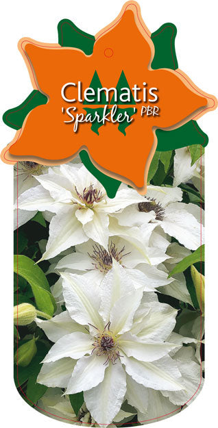 Clematis 'Sparkler'