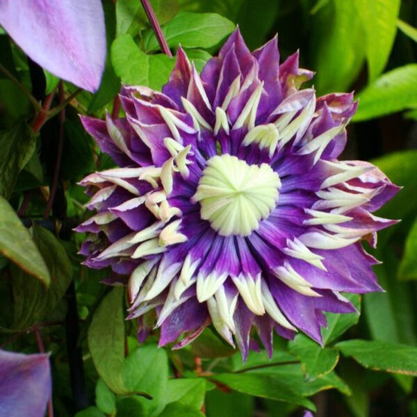 Clematis 'Taiga'