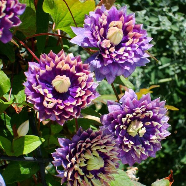 Clematis 'Taiga'