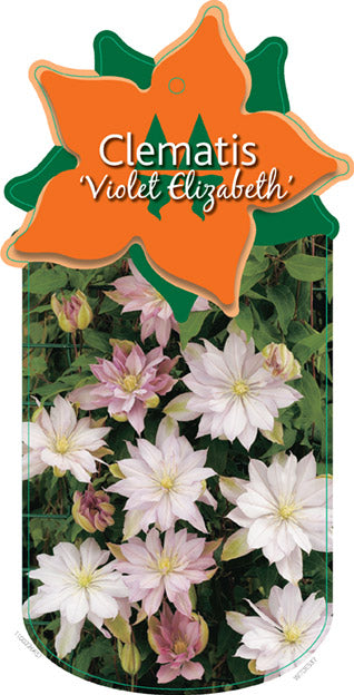 Clematis 'Violet Elizabeth'