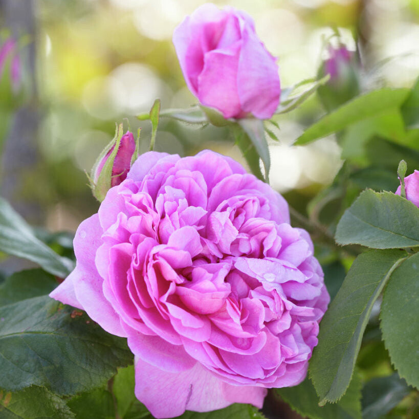 Mme Boll (Count de Chambord)