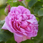Mme Boll (Count de Chambord)