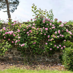 Constance Spry (Ausfirst)(XL Climbing Rose)