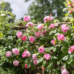 Constance Spry (Ausfirst)(XL Climbing Rose)