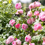 Constance Spry (Ausfirst)(XL Climbing Rose)