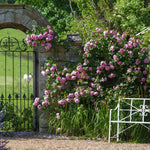 Constance Spry (Ausfirst)(XL Climbing Rose)