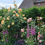 Crown Princess Margareta (XL Climbing Rose)