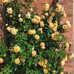 Crown Princess Margareta (XL Climbing Rose)