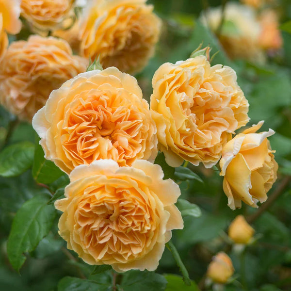 Crown Princess Margareta (XL Climbing Rose)