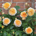 Crown Princess Margareta (XL Climbing Rose)