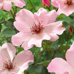 Dainty Bess