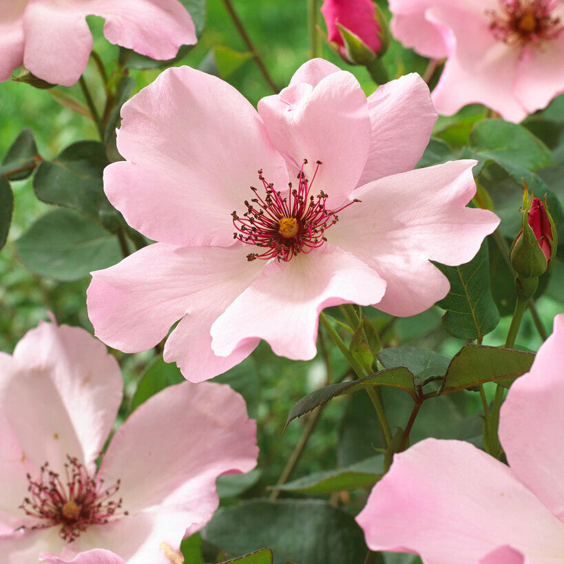 Dainty Bess