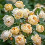 compacte, bossige struik met levendige bloemen tegen frisgroen blad.