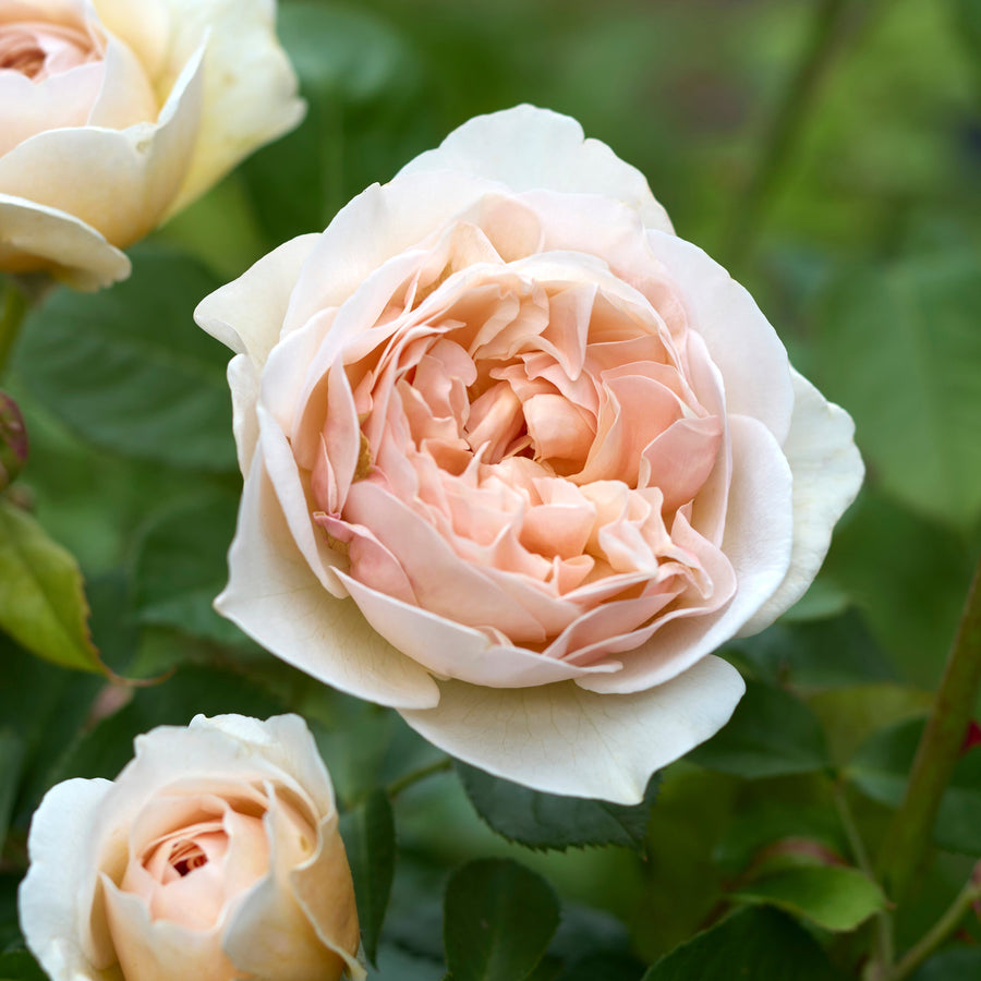 Dawn Blush