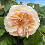 Dawn Blush