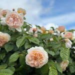 Dawn Blush