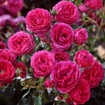 Edible rose - Dolce