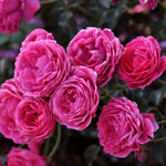 Edible rose - Dolce