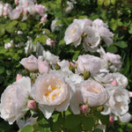 Edible rose - Pear