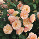 Edible rose - Evelyn Wild