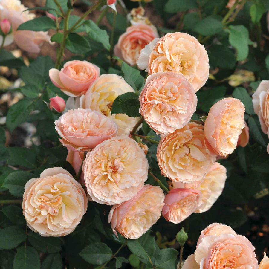 Edible rose - Evelyn Wild