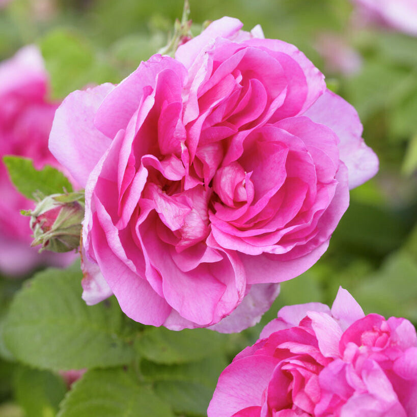 Empress Josephine