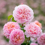 Abrikoosroze rozetvormige bloemen op rood getinte stelen, bossige groei, sterke geur.