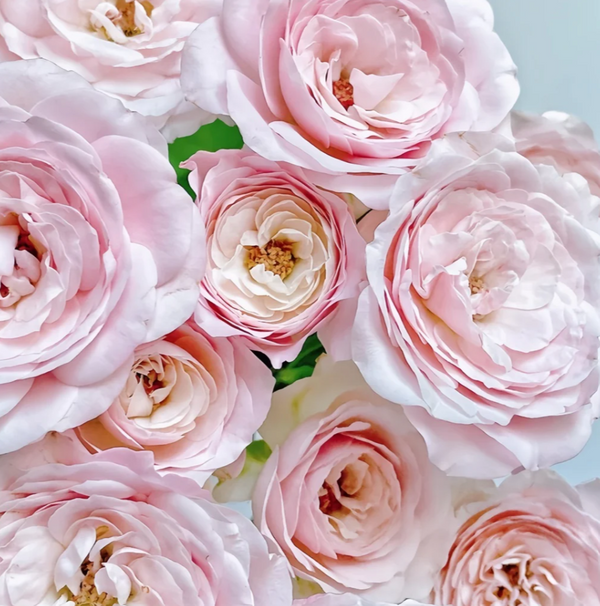 Japanese rose Princess Fairy Kiss