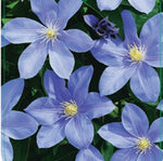 Clematis 'Blue Eyes'