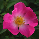Gallica Complicata