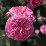 Gertrude Jekyll (Ausboard)